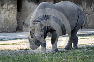 Eastern Black Rhinoceros, Diceros Bicornis Michael, Stand with an inclined head and rest