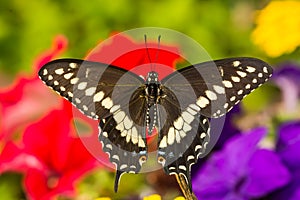 Eastern Black Swallowtail Butterfly