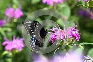 Eastern Black Swallowtail Butterfly photo
