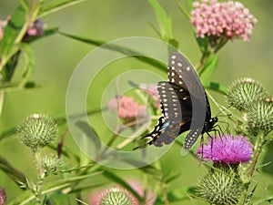 Eastern Black Swallowtail butterfly on Bull Thistle flower