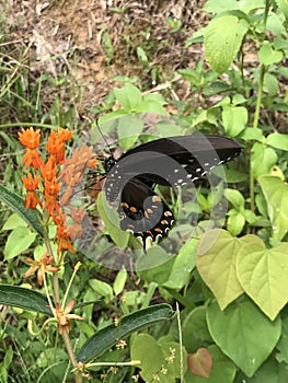 Eastern Black Swallowtail Butterfly Caterpillar on Orange Butterfly Weed - Papilio polyxenes asterius