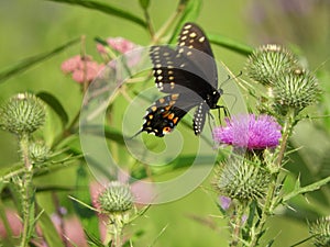 Eastern Black Swallowtail butterfly lands on Bull thistle