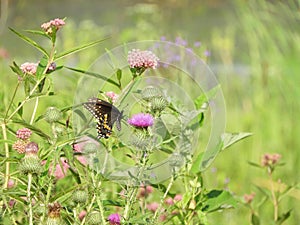 Eastern Black Swallowtail butterfly at Montezuma marsh