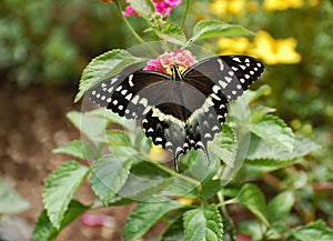 Eastern black swallowtail Butterfly