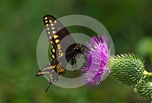 Eastern Black Swallowtail Butterfly On Thistle