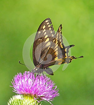 Eastern Black Swallowtail Butterfly On Thistle