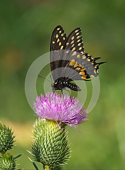 Eastern Black Swallowtail Butterfly On Thistle