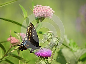 Eastern Black Swallowtail butterfly among wildflowers