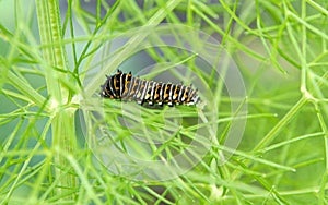 Eastern Black Swallowtail Caterpillar