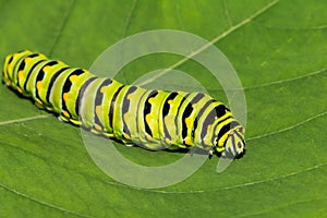 Eastern Black Swallowtail Caterpillar