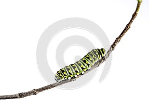 Eastern Black Swallowtail Caterpillar (Papilio polyxenes)