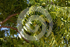 Eastern Black Walnut (Juglans nigra)