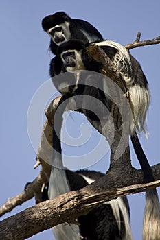 Eastern Black-and-white Colobus