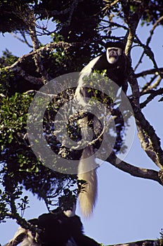 Eastern Black-and-white Colobus   9521
