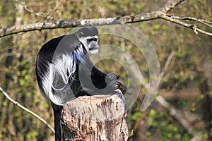 Eastern black-and-white colobus monkey photo