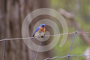 Eastern Blue bird on a fence