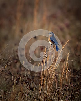 Eastern Blue Bird at Hatchie national wildlife refuge in Tennessee