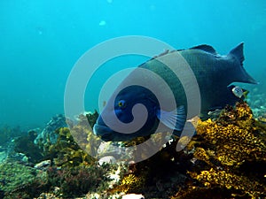 Eastern Blue Groper