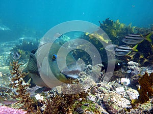 Eastern Blue Groper