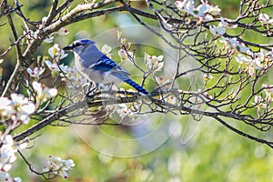 Eastern Blue Jay in White Flowering Dogwood Tree photo