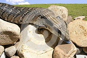 Eastern Blue-tongue lizard