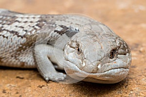 Eastern Blue-tongue Lizard