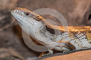 Eastern Blue-tongue Lizard