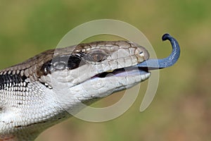 Eastern Blue-tongue Lizard