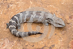 Eastern Blue-tongue Lizard