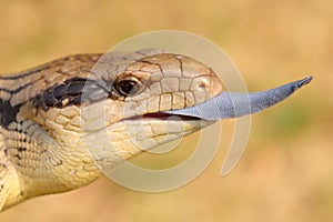 Eastern Blue-tongue Lizard
