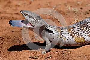 Eastern Blue-tongue Lizard