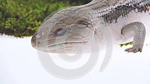 Eastern Blue Tongue Lizard - Tiliqua scincoides isolated on white. Close up. Slow motion