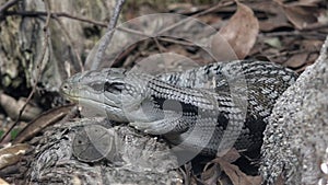 Eastern blue-tongued lizard (Tiliqua scincoides scincoides) skink