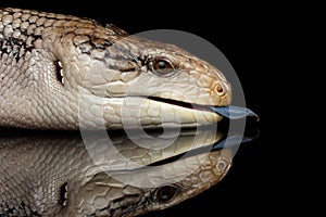 Eastern Blue-tongued Skink, Tiliqua scincoides, isolated on Black background