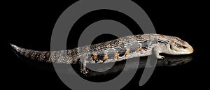 Eastern Blue-tongued Skink, Tiliqua scincoides, isolated on Black background