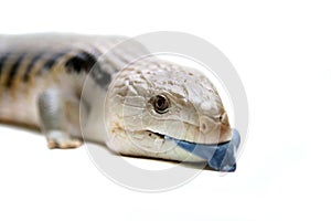 Eastern Blue-tongued Skink on white