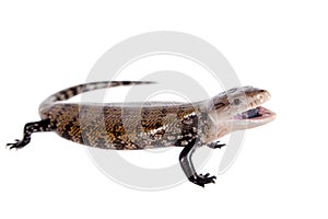 Eastern Blue-tongued Skink on white