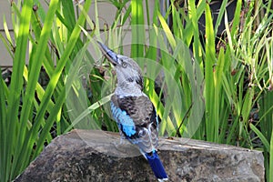 Eastern Blue Winged Kookaburra in Australia