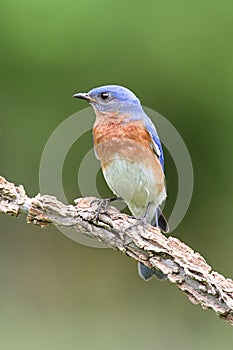 Eastern Bluebird