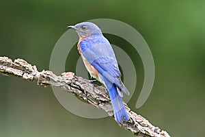 Eastern Bluebird