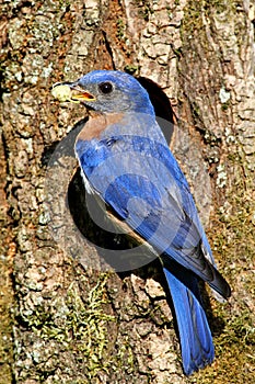 Eastern Bluebird