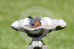 Eastern Bluebird