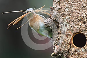 Eastern Bluebird