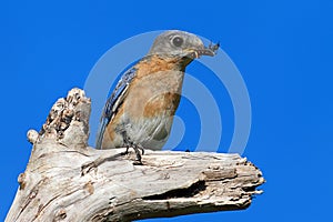 Eastern Bluebird