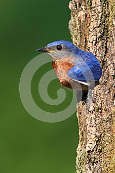 Eastern Bluebird