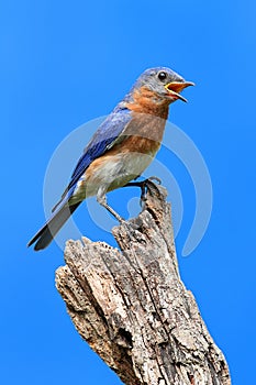 Eastern Bluebird