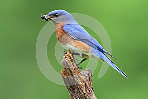 Eastern Bluebird