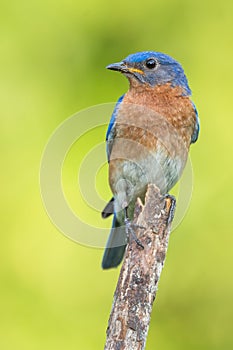 Eastern Bluebird