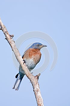 Eastern Bluebird