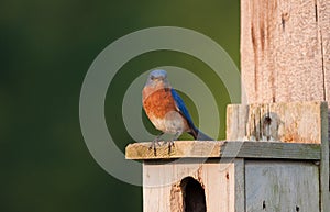 Eastern Bluebird